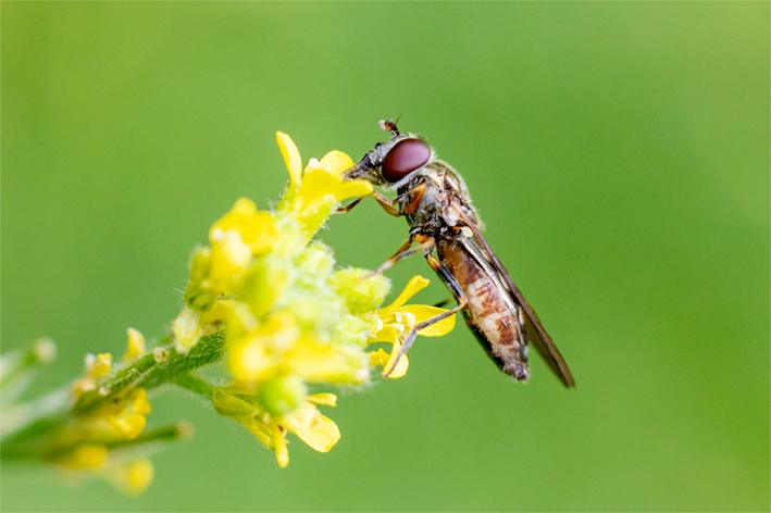 wildlife_insects (11)