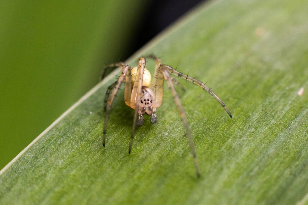 wildlife_insects (15)