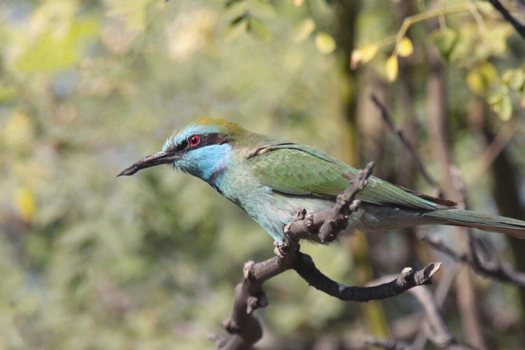 wildlife_insects (18)