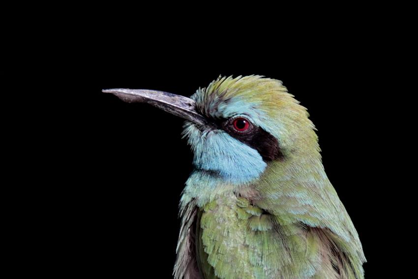 wildlife_insects (19)