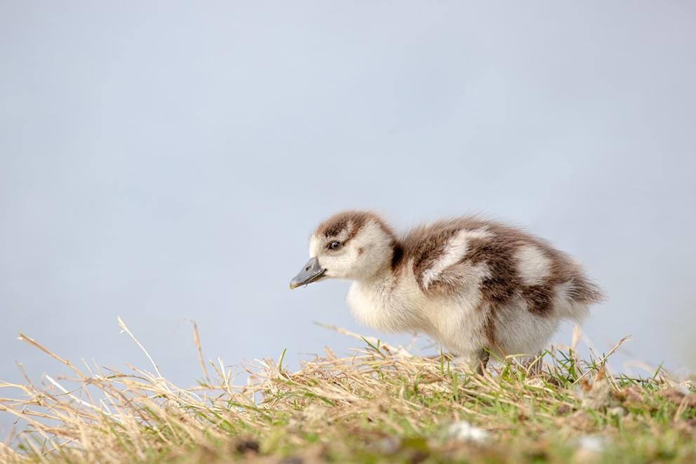 wildlife_insects (22)