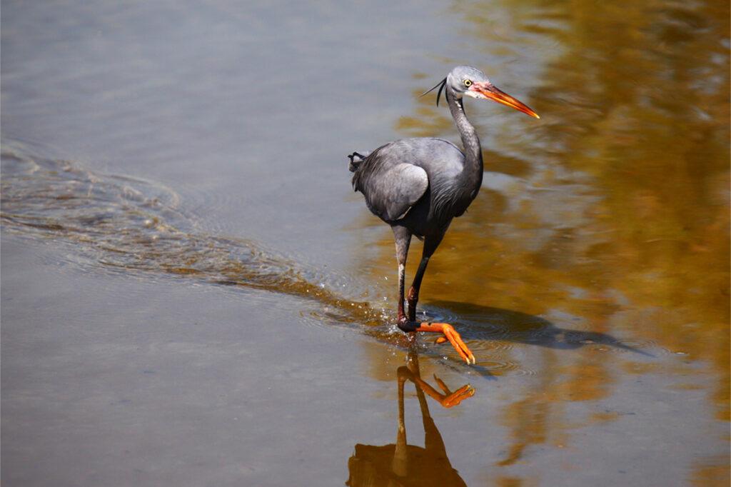 wildlife_insects (28)