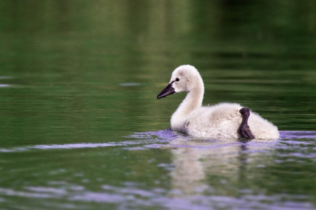 wildlife_insects (4)