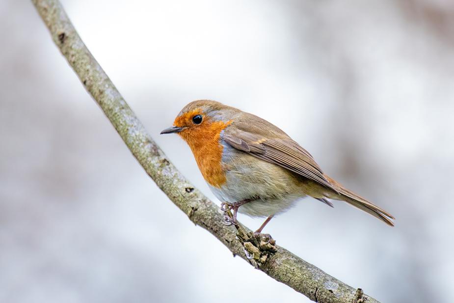 wildlife_insects (43)