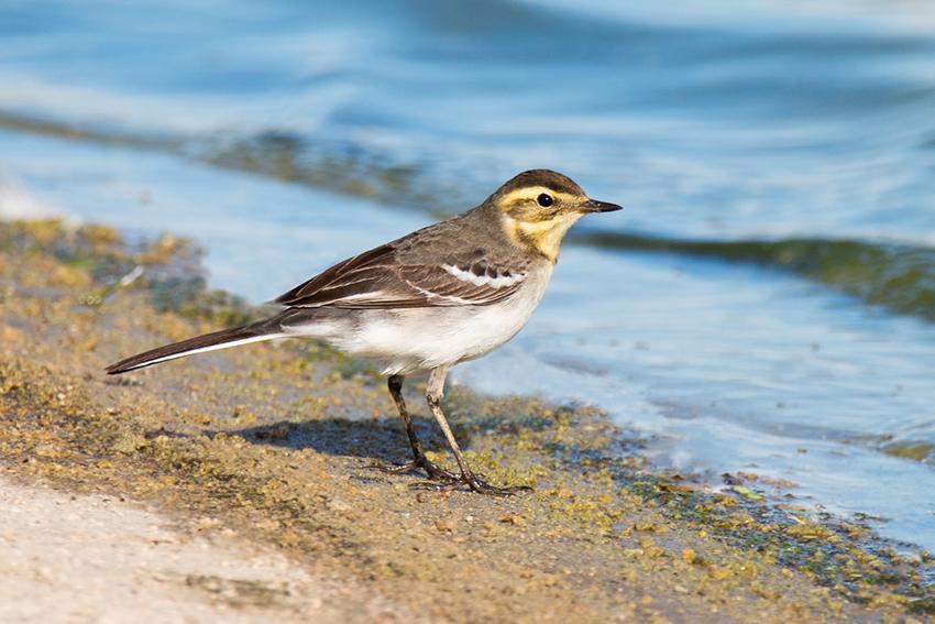 wildlife_insects (6)