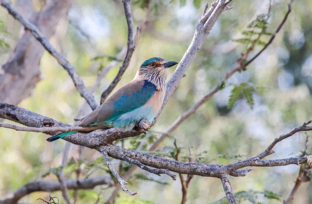 wildlife_insects (7)